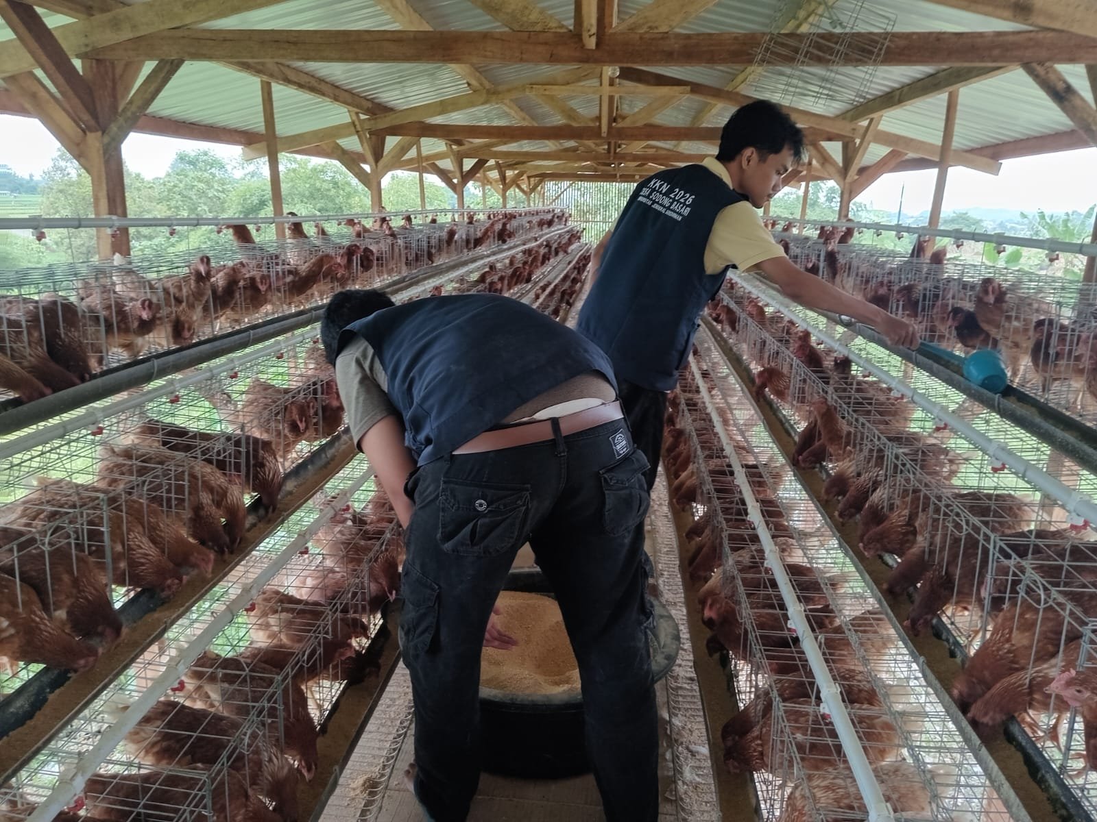Kunjungan Kandang Ayam Petelur Milik BUMDes