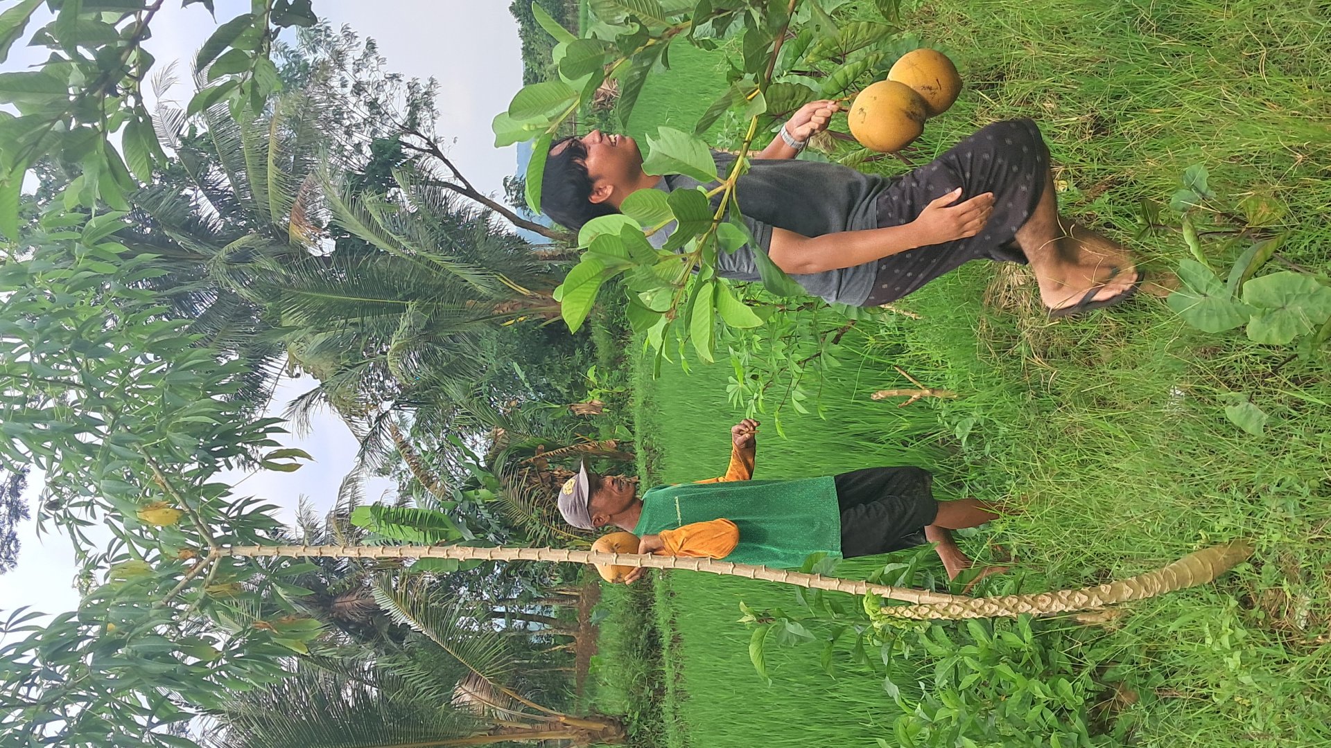 Bantu Pak Darso di Ladang