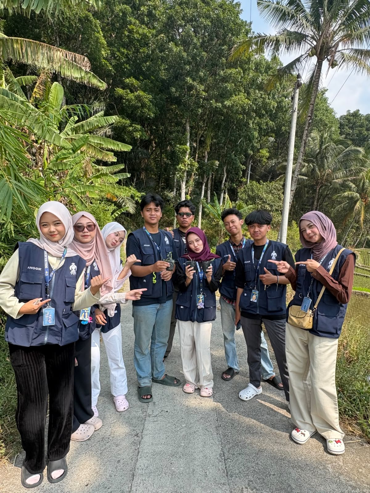 Penanaman Bibit Tomat