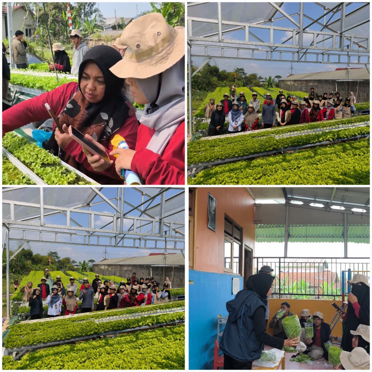 Kunjungan dan Pembelajaran Budidaya Hidroponik di Ajip Ponik
